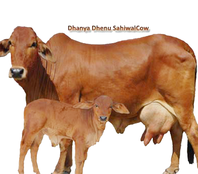 SahiwalCow ranipokhari rishikesh dehradun